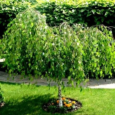 Береза  Береза в Москве