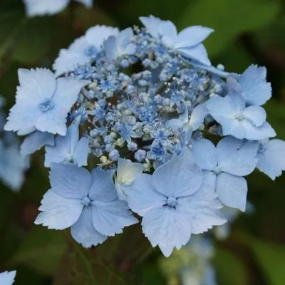 Гортензия БЛЮ ДЕКЛ пильчатая в Москве