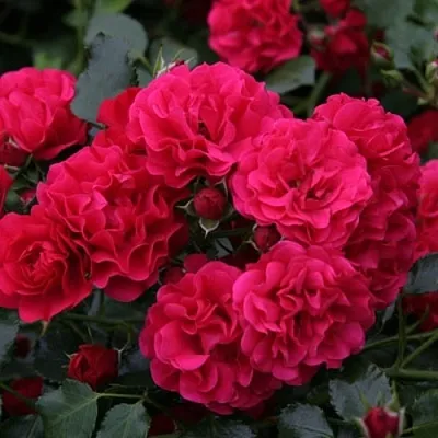 Саженцы роз РАДОСТЬ САДОВНИКА (ГАРТЕН ФРОЙДЕ) почвопокровная  Саженцы роз РАДОСТЬ САДОВНИКА (ГАРТЕН ФРОЙДЕ) почвопокровная в Москве