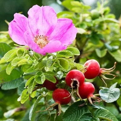 Шиповник   Шиповник  в Москве