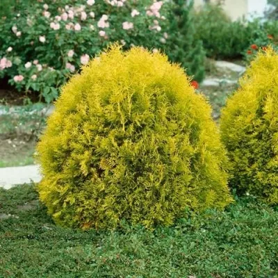 Туя РЕЙНГОЛД западная — описание сорта Туя РЕЙНГОЛД западная в Москве