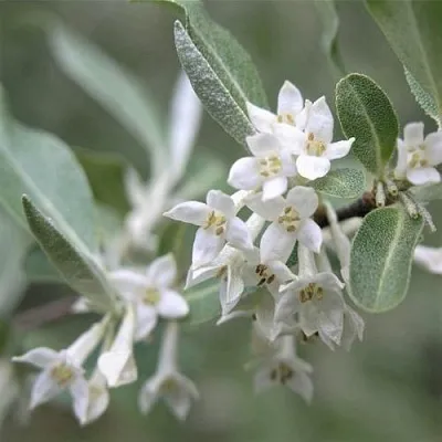 ЛОХ СЕРЕБРИСТЫЙ  ЛОХ СЕРЕБРИСТЫЙ в Москве