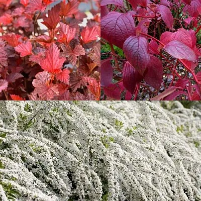 Комплект ЖИВАЯ ИЗГОРОДЬ  Комплект ЖИВАЯ ИЗГОРОДЬ в Москве