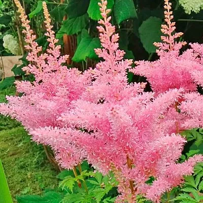 Астильба ЭДЕНС ОДИССЕЙ Арендса  Астильба ЭДЕНС ОДИССЕЙ Арендса в Москве