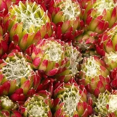 Молодило ХУКЕРА в Москве