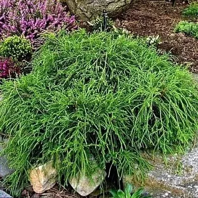 Кипарисовик ФИЛИФЕРА НАНА горохоплодный  Кипарисовик ФИЛИФЕРА НАНА горохоплодный в Москве