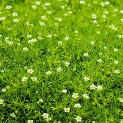 Мшанка ШИЛОВИДНАЯ — описание сорта Мшанка ШИЛОВИДНАЯ в Москве