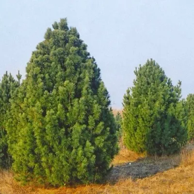 Сосна черная ПИРАМИДАЛИС — описание сорта Сосна черная ПИРАМИДАЛИС в Москве