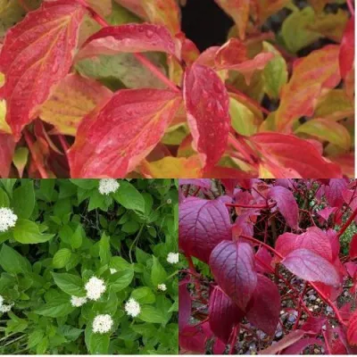 Комплект СЕВЕРНОЕ СИЯНИЕ — описание сорта Комплект СЕВЕРНОЕ СИЯНИЕ в Москве