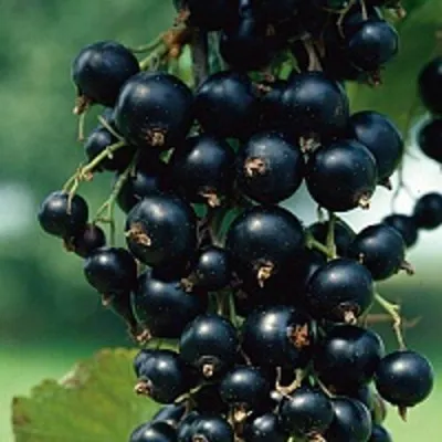 Смородина чёрная ВЕЛОЙ (ЛЕНИНГРАДСКАЯ СЛАДКАЯ) в Москве