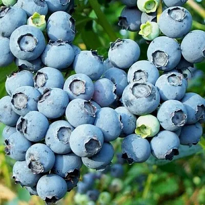 Голубика ПУРУ  Голубика ПУРУ в Москве