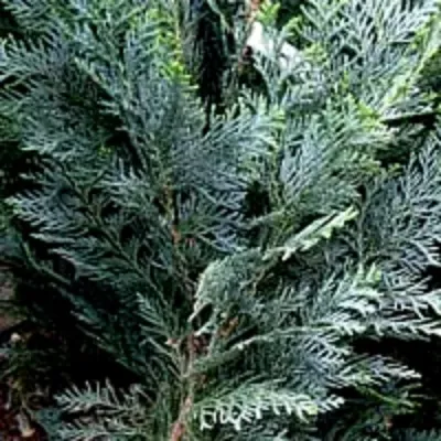 Кипарисовик ДАРТС БЛЮ РИББОН лавсона — описание сорта Кипарисовик ДАРТС БЛЮ РИББОН лавсона в Москве