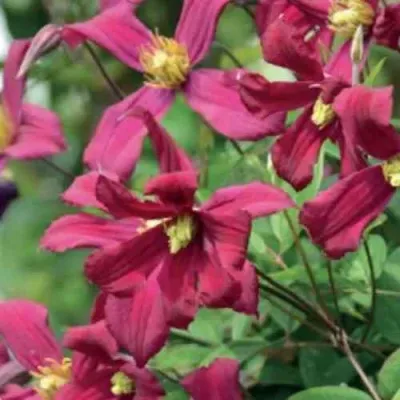 Клематис СТРОУБЕРРИ ФИЛДС — описание сорта Клематис СТРОУБЕРРИ ФИЛДС в Москве