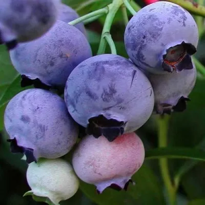 Голубика ГОЛДТРАУБЕ — описание сорта Голубика ГОЛДТРАУБЕ в Москве