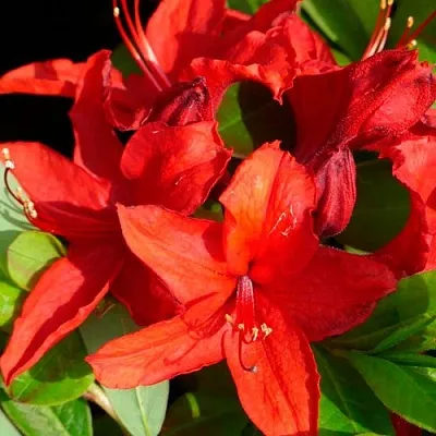 Азалия НАБУКО листопадная  Азалия НАБУКО листопадная в Москве