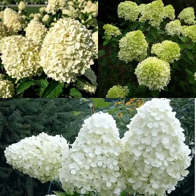 Комплект НЕЖНЫЙ КАПУЧИНО  Комплект НЕЖНЫЙ КАПУЧИНО в Москве