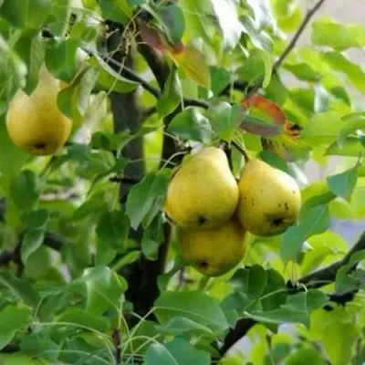 Груша ВИЛИЯ — описание сорта Груша ВИЛИЯ в Москве