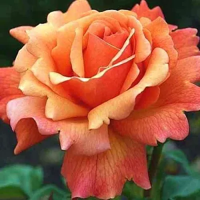 Саженцы роз ИЗИ ДАЗ ИТ флорибунда  Саженцы роз ИЗИ ДАЗ ИТ флорибунда в Москве