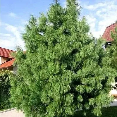 Сосна гриффита  Сосна гриффита в Москве