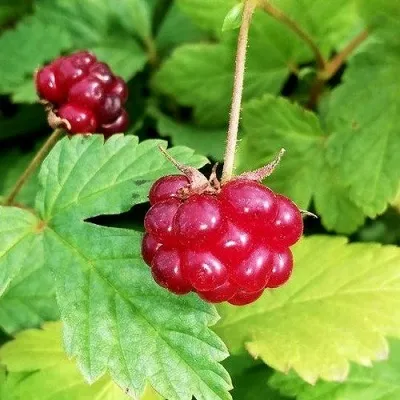 Княженика АННА — описание сорта Княженика АННА в Москве