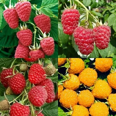 Комплект МАЛИНОВОЕ АССОРТИ  Комплект МАЛИНОВОЕ АССОРТИ в Москве