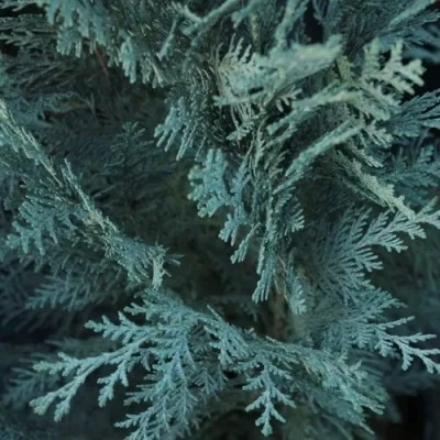 Кипарисовик ВАН ПЕЛЬТС БЛЮ лавсона — описание сорта Кипарисовик ВАН ПЕЛЬТС БЛЮ лавсона в Москве