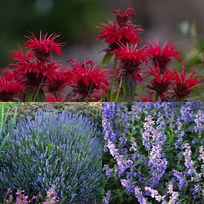 Комплект АРОМАТНЫЙ ЧАЙ  Комплект АРОМАТНЫЙ ЧАЙ в Москве