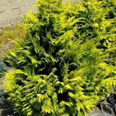 Кипарисовик ГОЛДЕН ВОНДЕР лавсона — описание сорта Кипарисовик ГОЛДЕН ВОНДЕР лавсона в Москве