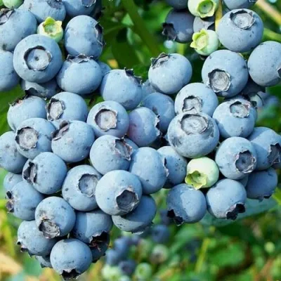 Голубика ПУРУ — описание сорта Голубика ПУРУ в Москве