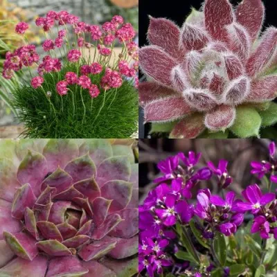 Комплект МИНИ САД — описание сорта Комплект МИНИ САД в Москве