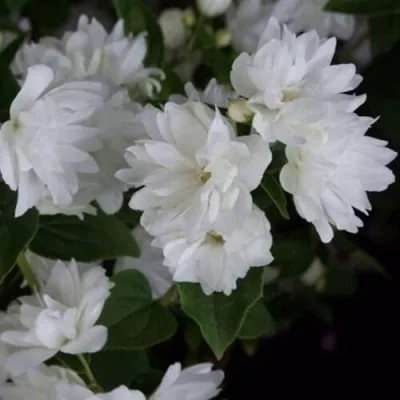 Жасмин ФРОСТИ МОРН в Москве