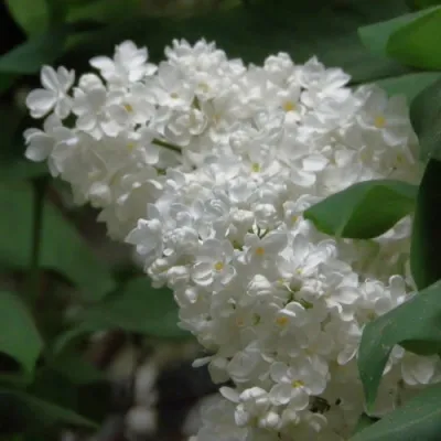 Сирень РУССКИЙ СЕВЕР — описание сорта Сирень РУССКИЙ СЕВЕР в Москве