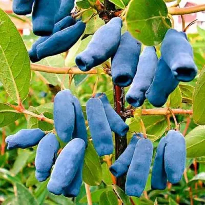 Жимолость съедобная НИМФА (ГАММА) в Москве