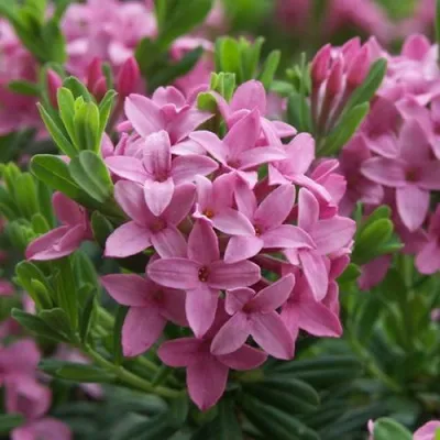 Волчеягодник КОЛЛИНА ГАРАЛЕНС — описание сорта Волчеягодник КОЛЛИНА ГАРАЛЕНС в Москве