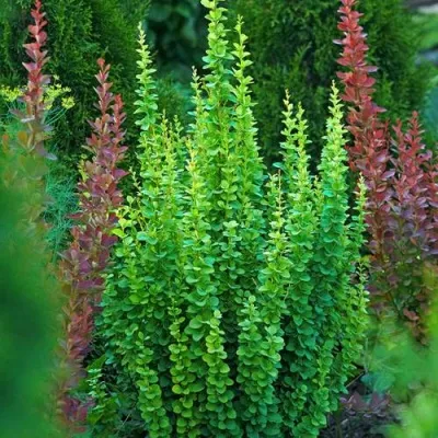 Барбарис ЭРЕКТА тунберга — описание сорта Барбарис ЭРЕКТА тунберга в Москве