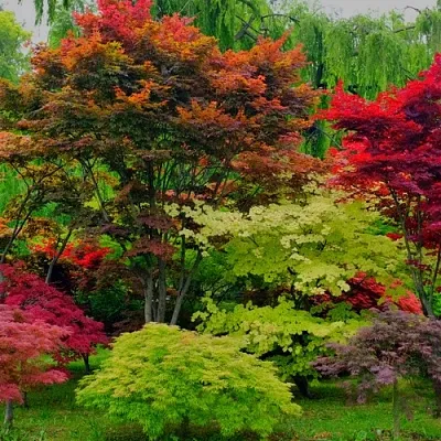 Лиственные деревья  Лиственные деревья в Москве