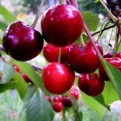 Черешня ТЮТЧЕВКА в Москве