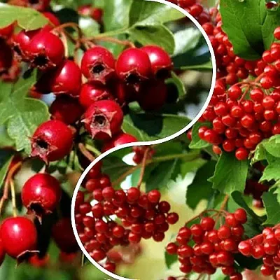 Комплект БУДЬ ЗДОРОВ  Комплект БУДЬ ЗДОРОВ в Москве