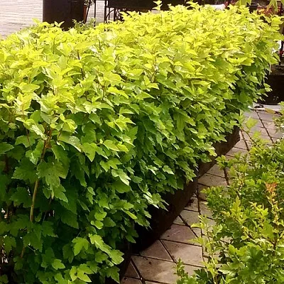 Комплект АНГЕЛ ГОЛД  Комплект АНГЕЛ ГОЛД в Москве