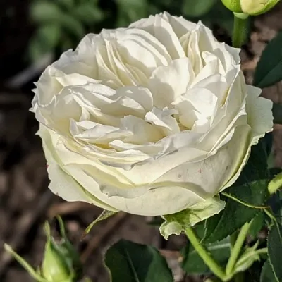 Саженцы роз ВАЙТ ПИАНО чайно-гибридная  Саженцы роз ВАЙТ ПИАНО чайно-гибридная в Москве