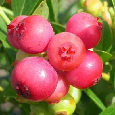 Голубика ПИНК ЛИМОНАД — описание сорта Голубика ПИНК ЛИМОНАД в Москве