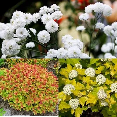 Комплект СОЛНЕЧНЫЙ МИКС  Комплект СОЛНЕЧНЫЙ МИКС в Москве