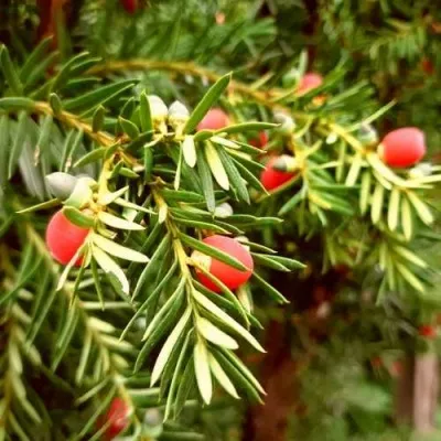 Тис ДАВИД ягодный — описание сорта Тис ДАВИД ягодный в Москве