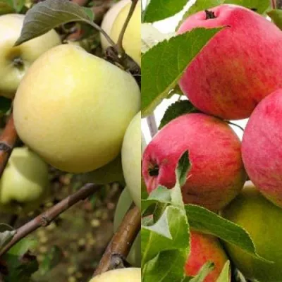Комплект ЯБЛОЧНЫЙ ТАНДЕМ — описание сорта Комплект ЯБЛОЧНЫЙ ТАНДЕМ в Москве