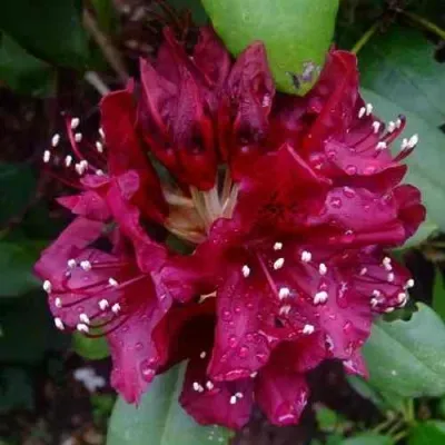 Рододендрон КАЛИ в Москве