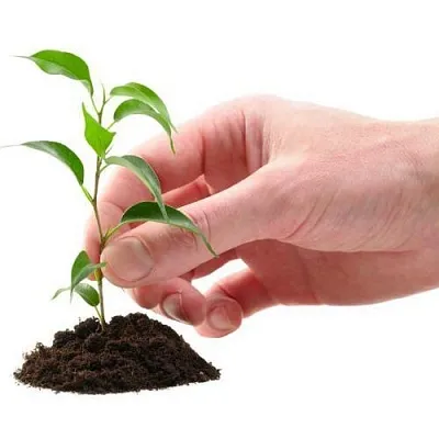 Саженцы  Саженцы в Москве