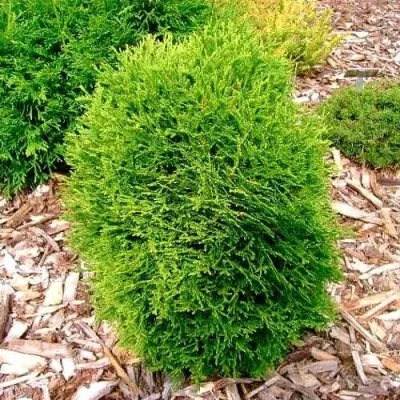 Туя ВОТЕРФИЛД западная — описание сорта Туя ВОТЕРФИЛД западная в Москве