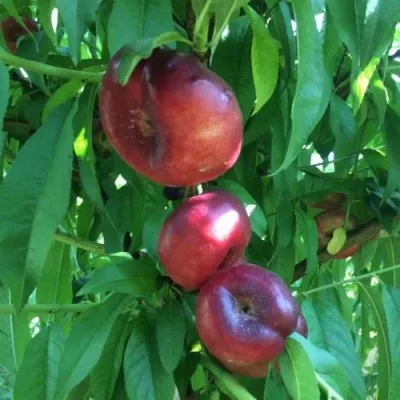 Нектарин ДОНАТ ИНЖИРНЫЙ — описание сорта Нектарин ДОНАТ ИНЖИРНЫЙ в Москве