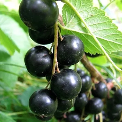 Смородина черная ЧЕРНООКАЯ  Смородина черная ЧЕРНООКАЯ в Москве