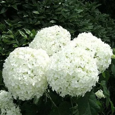 Гортензия АННАБЕЛЬ древовидная — описание сорта Гортензия АННАБЕЛЬ древовидная в Москве